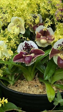 世界らん展2026-花と緑の祭典-に投稿された画像（2025/2/9）