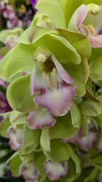 世界らん展2026-花と緑の祭典-に投稿された画像（2025/2/9）