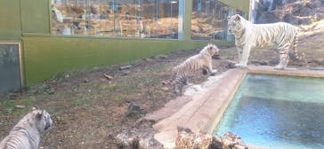 伊豆アニマルキングダムに投稿された画像（2025/2/9）