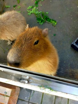 世界淡水魚園水族館　アクア・トトぎふに投稿された画像（2025/2/9）