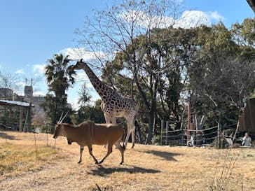 天王寺動物園に投稿された画像（2025/2/9）