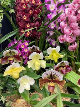 世界らん展2026-花と緑の祭典-に投稿された画像（2025/2/9）