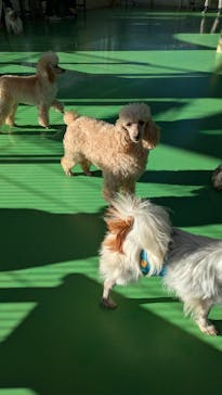 つくばわんわんランドに投稿された画像（2025/2/9）