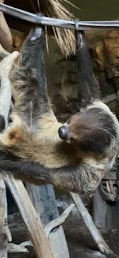 カワスイ 川崎⽔族館に投稿された画像（2025/2/9）