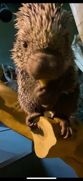 カワスイ 川崎⽔族館に投稿された画像（2025/2/9）