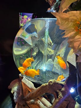 UWS AQUARIUM GA☆KYOに投稿された画像（2025/2/9）