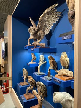 特別展「鳥 ～ゲノム解析が解き明かす新しい鳥類の系統～」国立科学博物館に投稿された画像（2025/2/9）