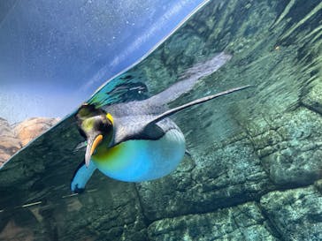 横浜・八景島シーパラダイスに投稿された画像（2025/2/9）