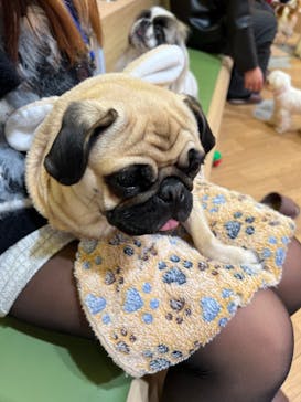 いぬカフェRio 浅草店に投稿された画像（2025/2/9）