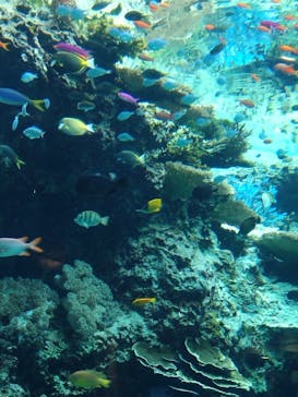 沖縄美ら海水族館に投稿された画像（2025/2/9）