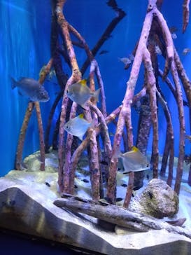 沖縄美ら海水族館に投稿された画像（2025/2/9）