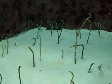 沖縄美ら海水族館に投稿された画像（2025/2/9）