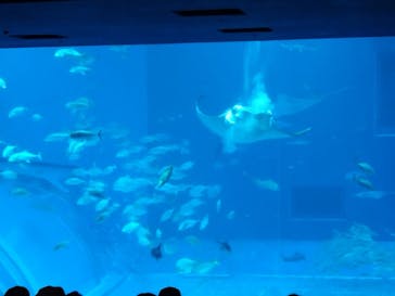 沖縄美ら海水族館に投稿された画像（2025/2/9）