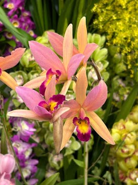 世界らん展2026-花と緑の祭典-に投稿された画像（2025/2/9）