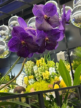 世界らん展2026-花と緑の祭典-に投稿された画像（2025/2/9）