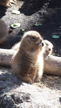 恩賜上野動物園に投稿された画像（2025/2/9）