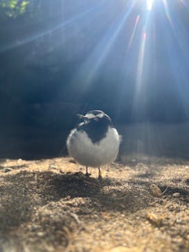 恩賜上野動物園に投稿された画像（2025/2/9）