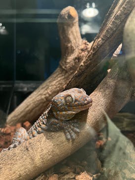 恩賜上野動物園に投稿された画像（2025/2/9）