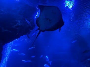 京都鉄道博物館×京都水族館に投稿された画像（2025/2/9）