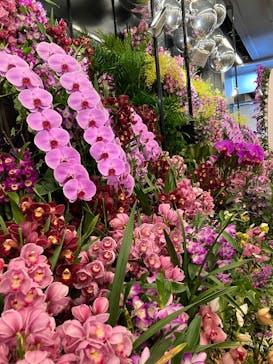 世界らん展2026-花と緑の祭典-に投稿された画像（2025/2/9）