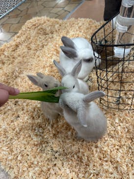 いきもの探検隊上尾に投稿された画像（2025/2/9）