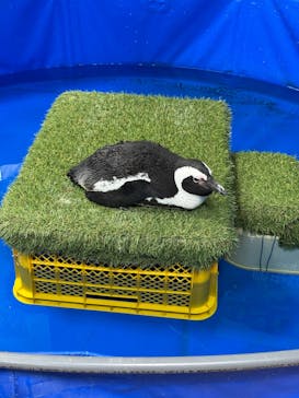 いきもの探検隊上尾に投稿された画像（2025/2/9）