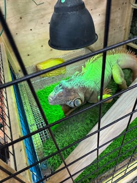 いきもの探検隊上尾に投稿された画像（2025/2/9）