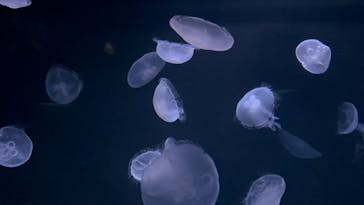 サンシャイン水族館に投稿された画像（2025/2/9）