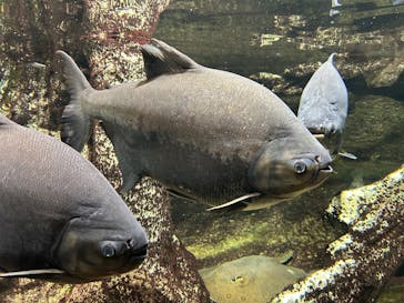 サンシャイン水族館に投稿された画像（2025/2/9）