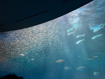 名古屋港水族館に投稿された画像（2025/2/9）