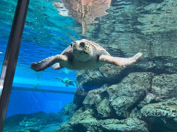 名古屋港水族館に投稿された画像（2025/2/9）