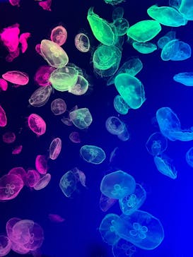 名古屋港水族館に投稿された画像（2025/2/9）