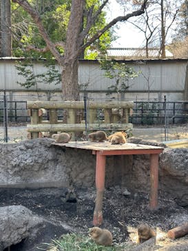 恩賜上野動物園に投稿された画像（2025/2/9）