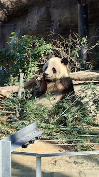 恩賜上野動物園に投稿された画像（2025/2/9）