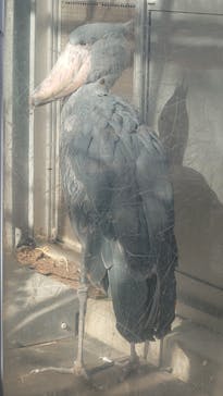 恩賜上野動物園に投稿された画像（2025/2/9）