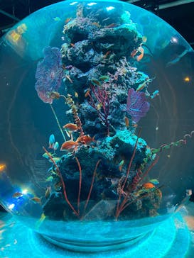 AQUARIUM × ART　atoaに投稿された画像（2025/2/9）