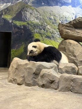 恩賜上野動物園に投稿された画像（2025/2/9）