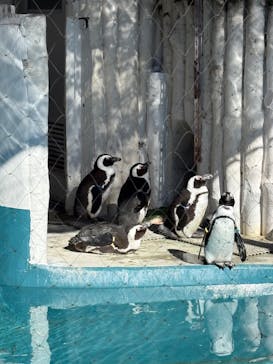 恩賜上野動物園に投稿された画像（2025/2/9）