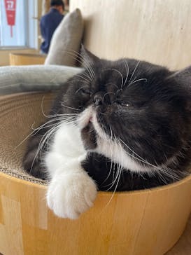 Cat Café MOFF 水戸オーパ店に投稿された画像（2025/2/9）