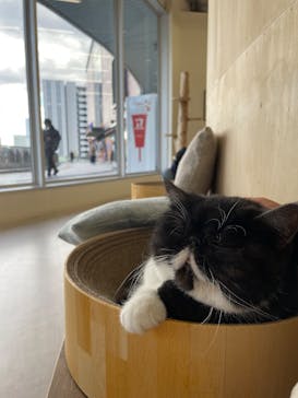 Cat Café MOFF 水戸オーパ店に投稿された画像（2025/2/9）
