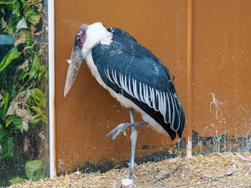 神戸どうぶつ王国に投稿された画像（2025/2/9）