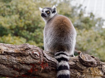 神戸どうぶつ王国に投稿された画像（2025/2/9）