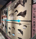 特別展「鳥 ～ゲノム解析が解き明かす新しい鳥類の系統～」国立科学博物館に投稿された画像（2025/2/9）