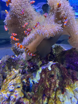 大分マリーンパレス水族館 「うみたまご」に投稿された画像（2025/2/9）