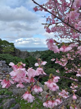 今帰仁城跡に投稿された画像（2025/2/9）