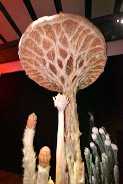 金曜ロードショーとジブリ展　三重展に投稿された画像（2025/2/7）