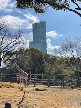 天王寺動物園に投稿された画像（2025/2/9）