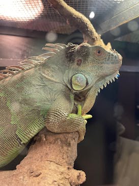 恩賜上野動物園に投稿された画像（2025/2/9）