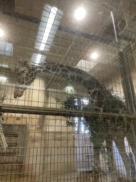 恩賜上野動物園に投稿された画像（2025/2/9）