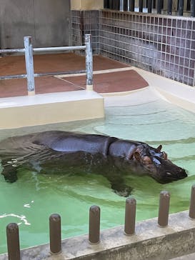 恩賜上野動物園に投稿された画像（2025/2/9）
